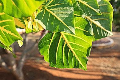 《宝可梦：大集结》“谜拟丘”参战 10月19日上线